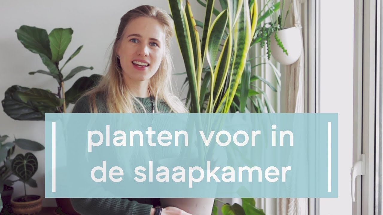 Slaapkamer planten!