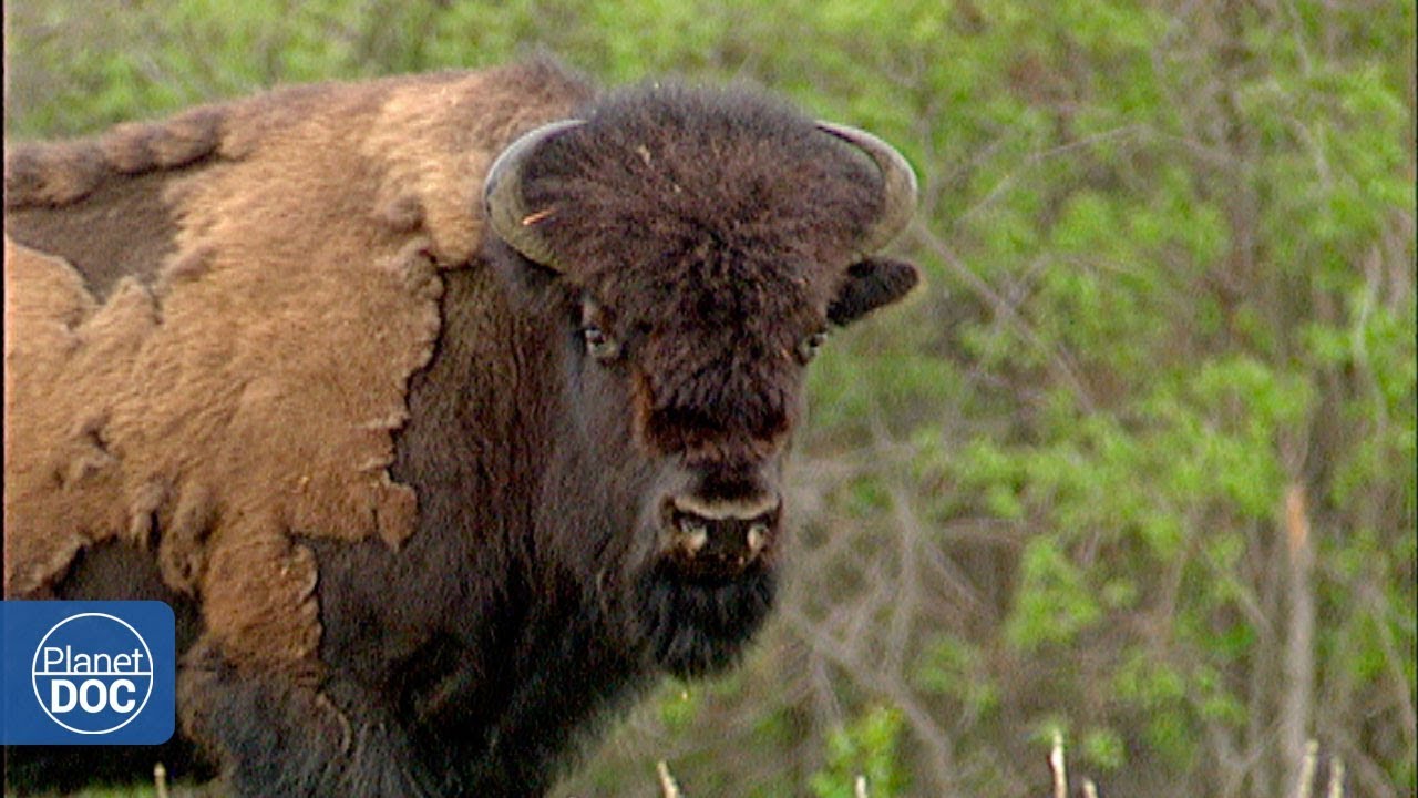 El bisonte americano. Wood Buffalo - Documental Completo