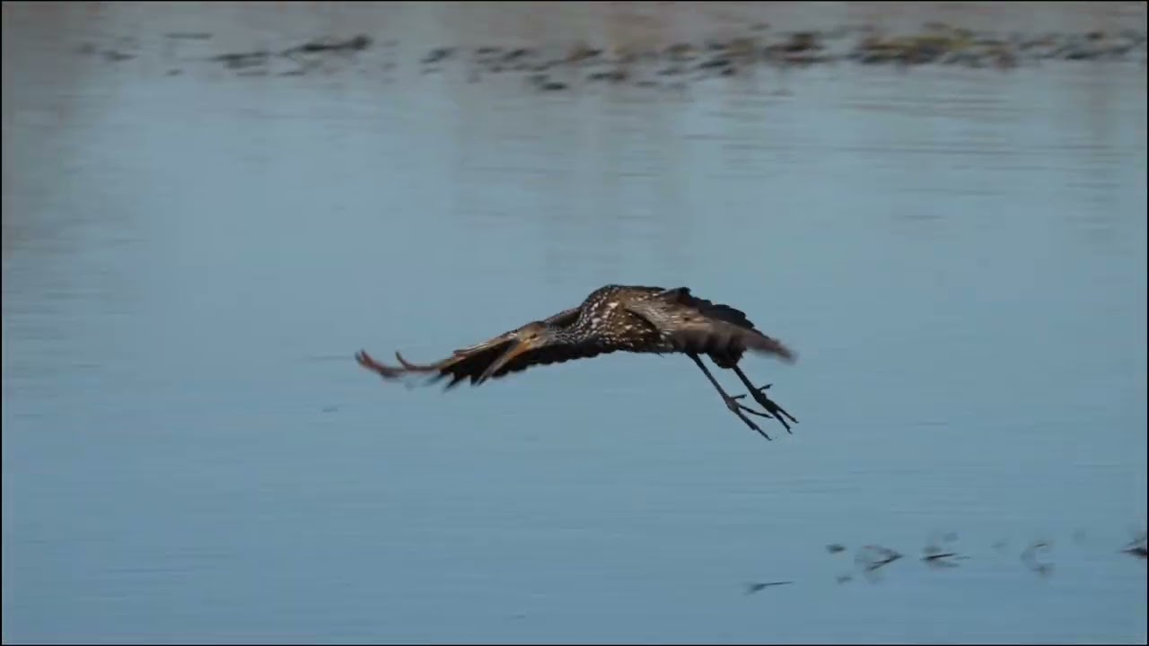 Landing Gear Down