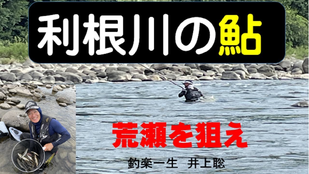 利根川の鮎は荒瀬を狙え  増水でチャンス到来！