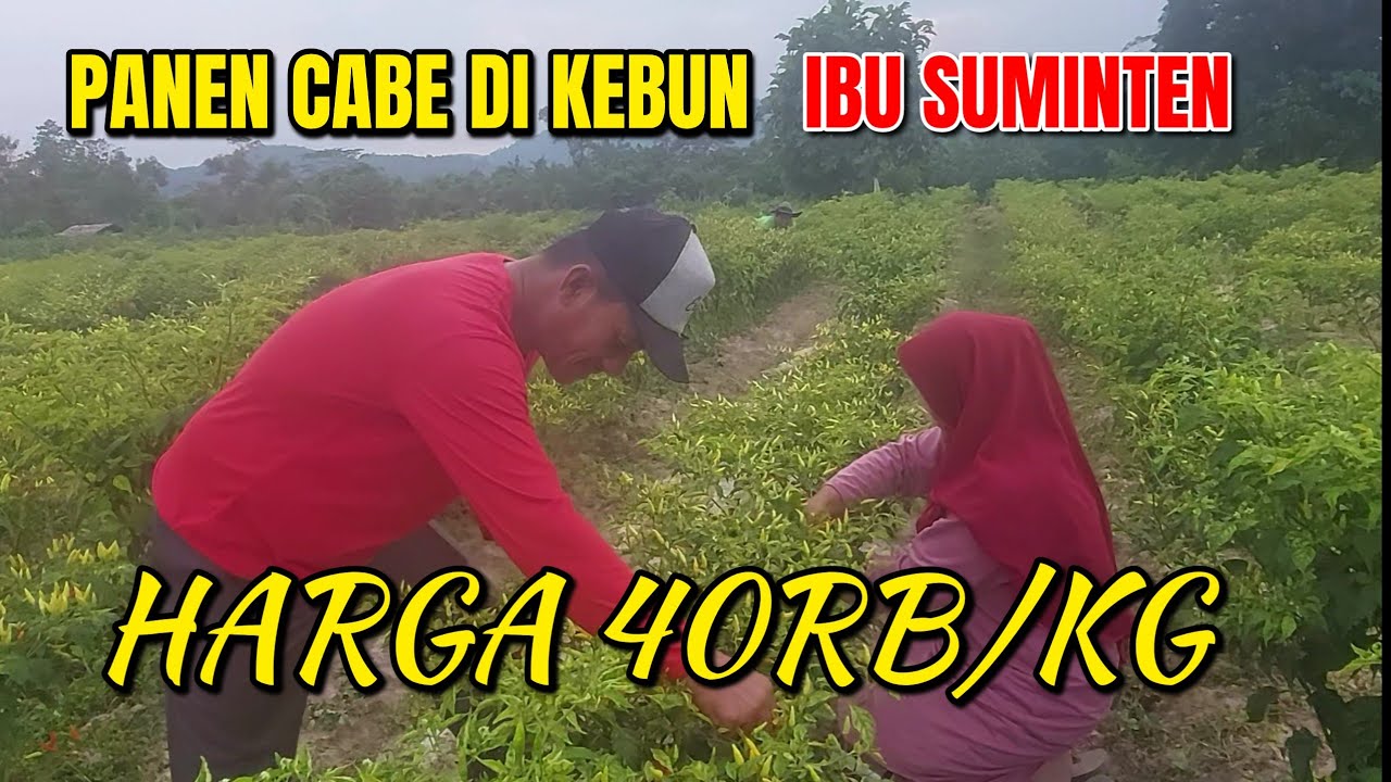 PANEN CABAI RAWIT DI LEBUN IBU SUMINTEN || HARGA 40RB/KG