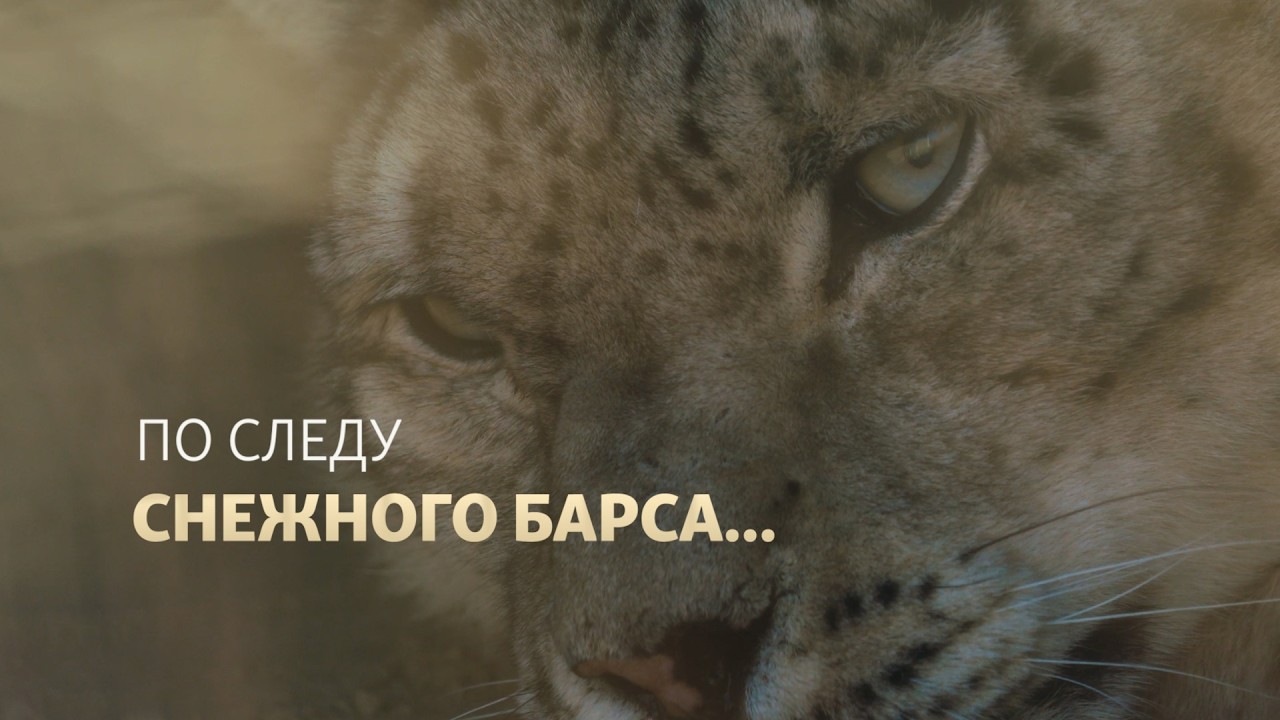 Охота с биноклем: увидеть снежного барса и заплакать