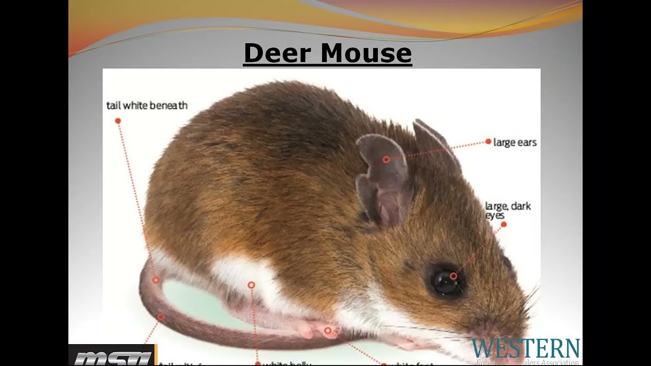 Hantavirus Awareness for Agricultural Dealership Staff