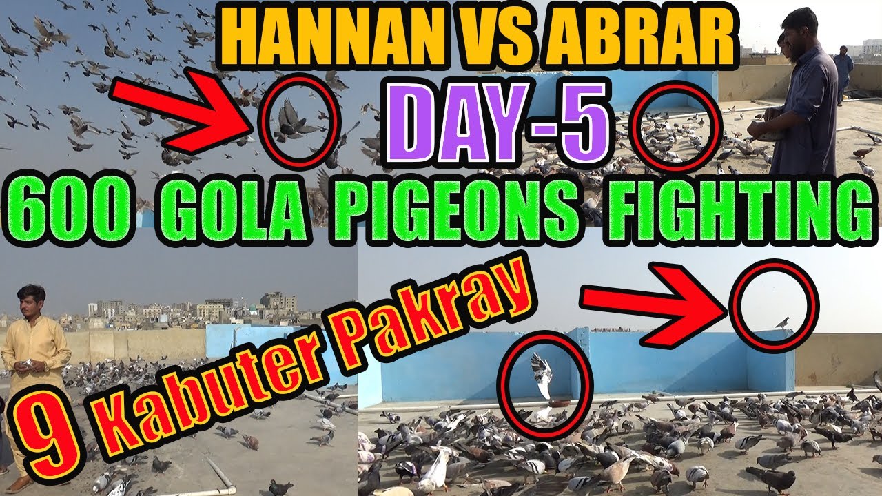 600 Kabooteron Ki Larrayya DAY-5 Hannan VS Abrar 9 Kabootar Pakray Catching 9 Gola Pigeons Loft