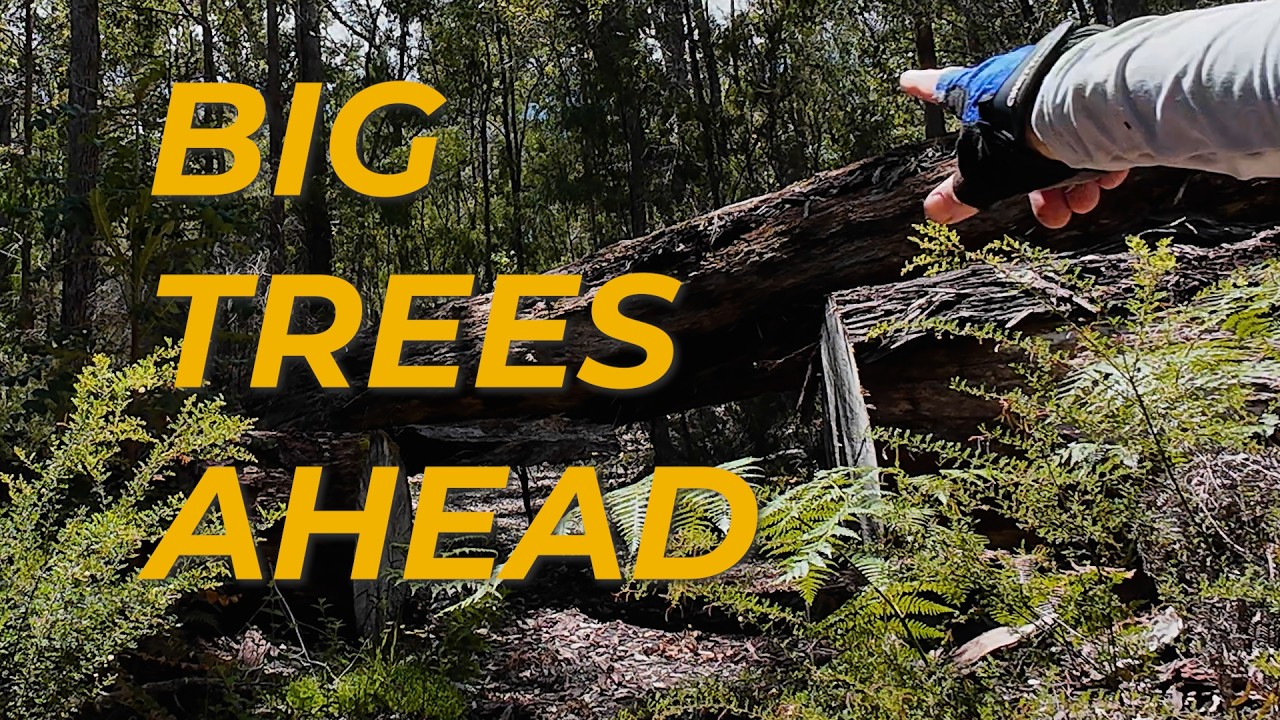 Ep 16 | Munda Biddi at 65 -  Quinninup to Pemberton