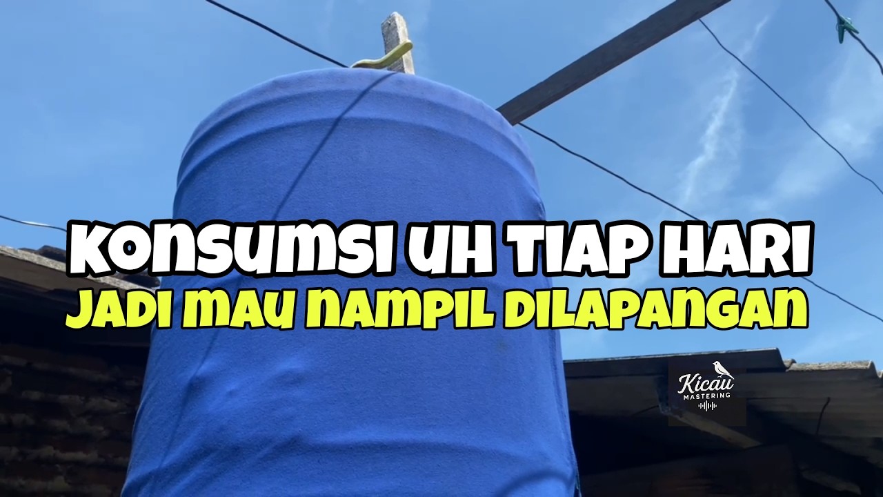 Harian murai batu pakai ulat Hongkong 