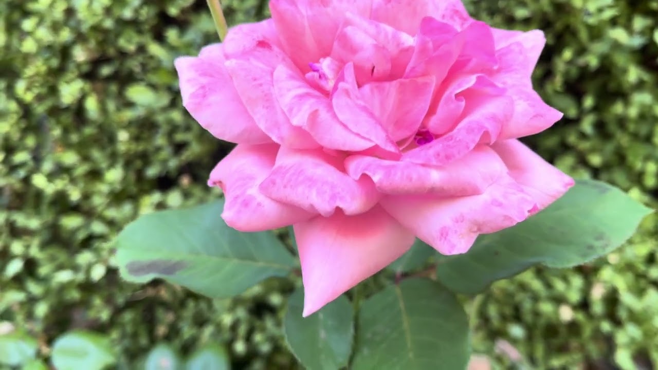 I love flowers #Canberra 