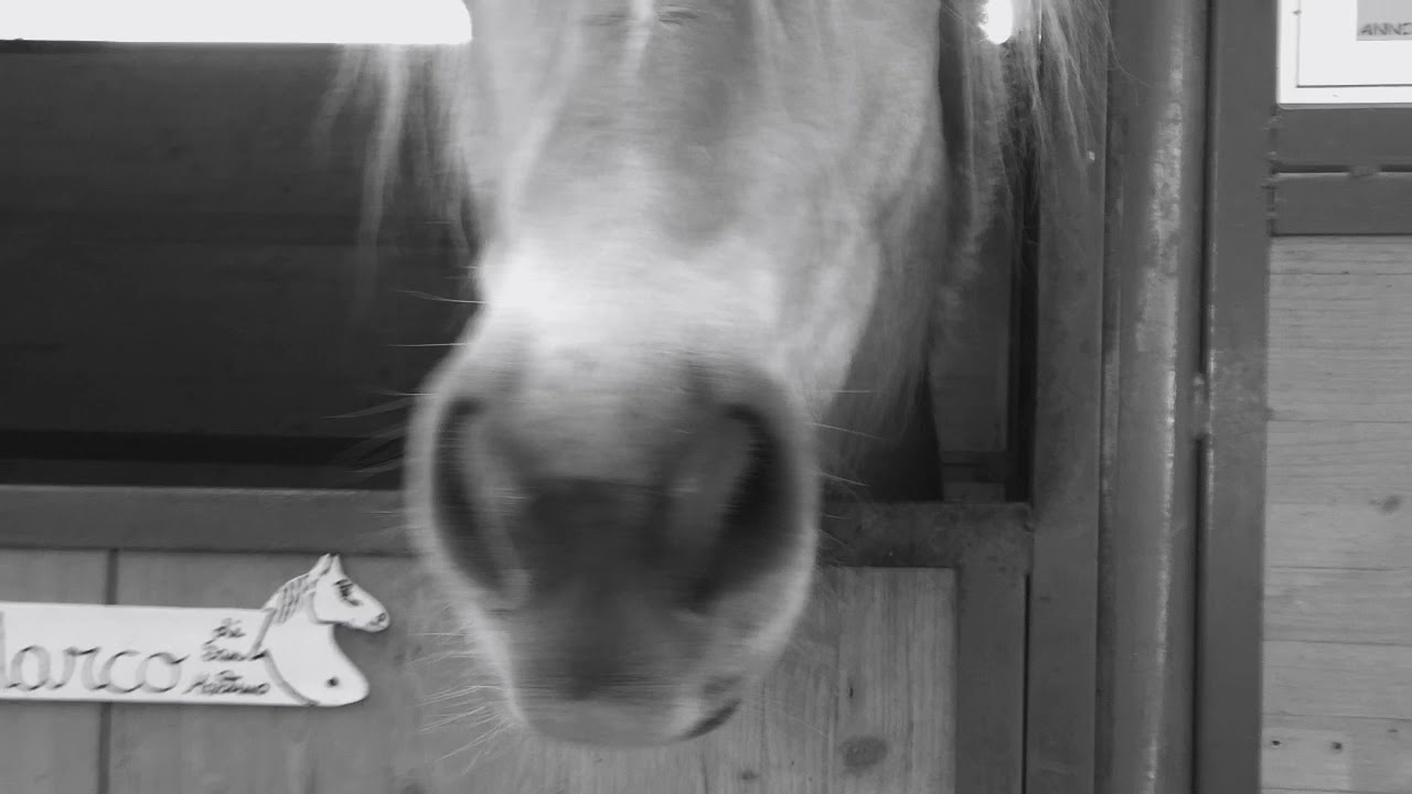 Animali che passione