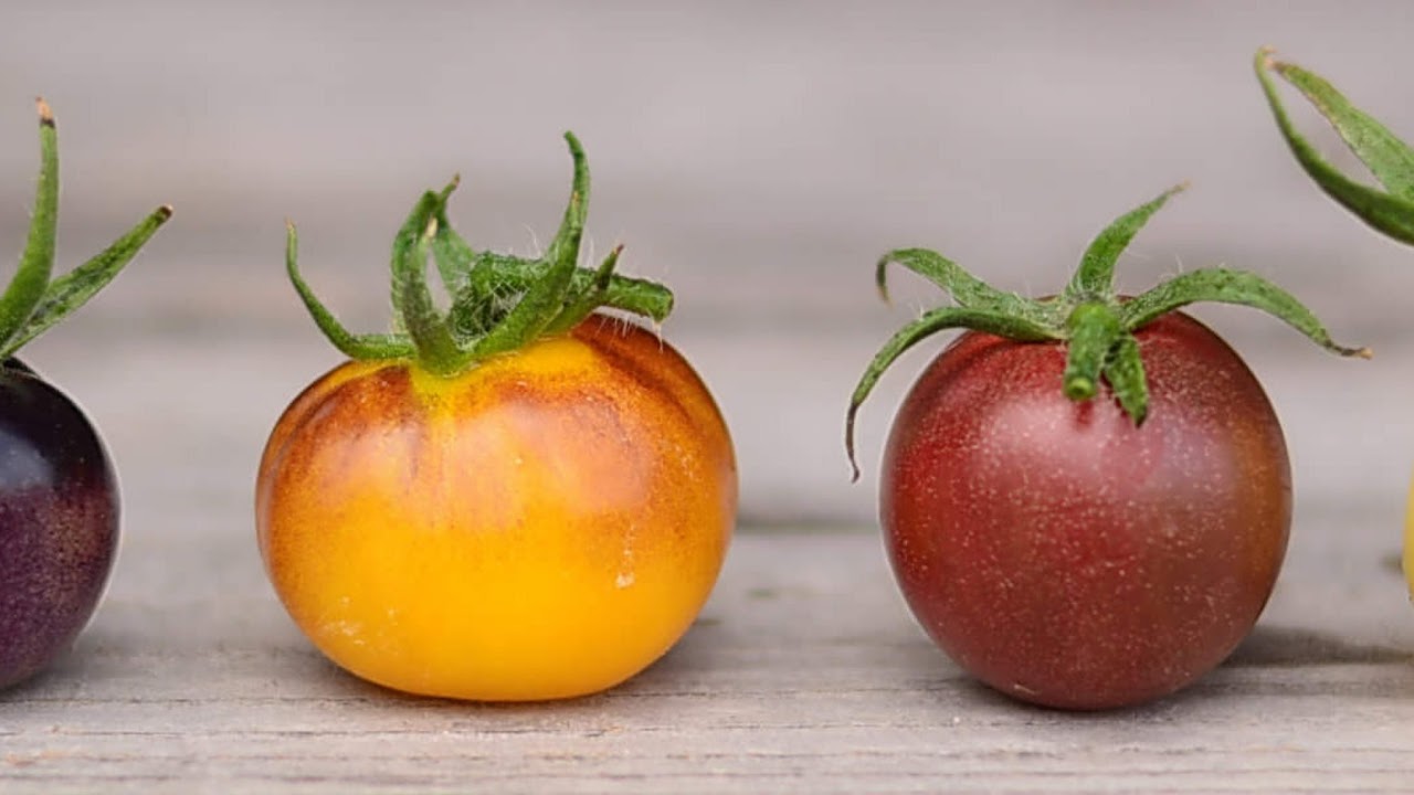 Live Camera Axis P1448-LE