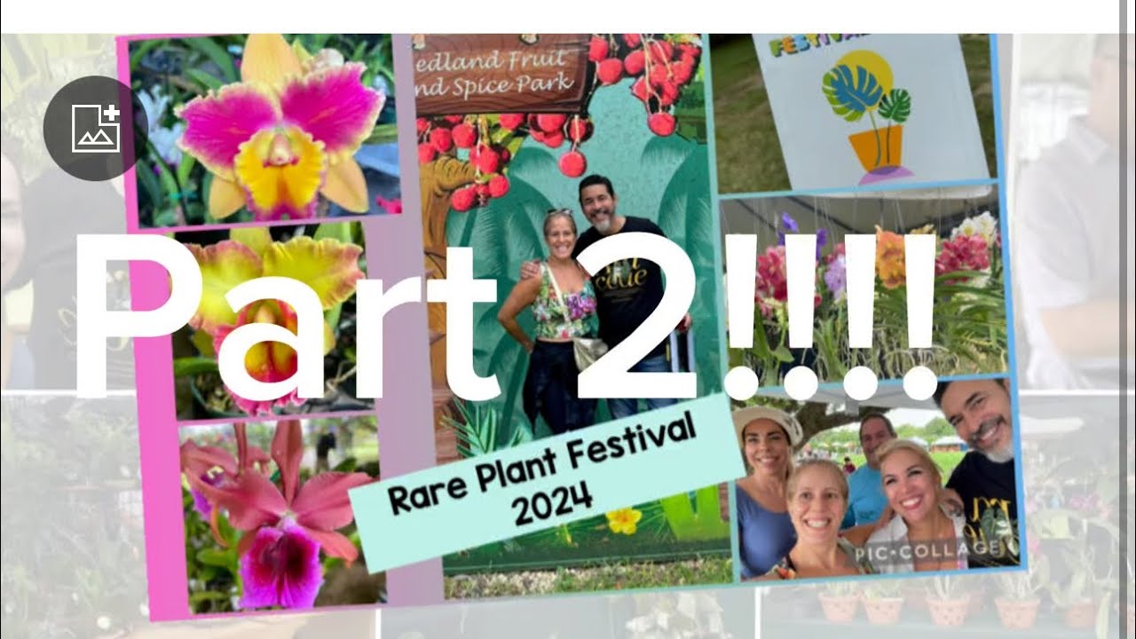 Rare Plant Aroid & Orchid FESTIVAL Miami 2024 PART 2