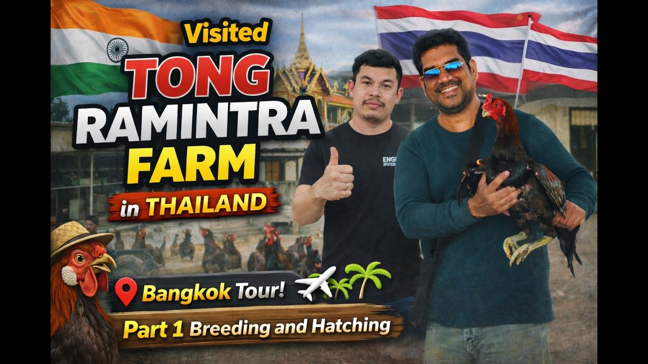 Visakhapatnam to Tong Ramintra Farm Thailand - Part 1: Hatching & Breeding Secrets! 🐣|
