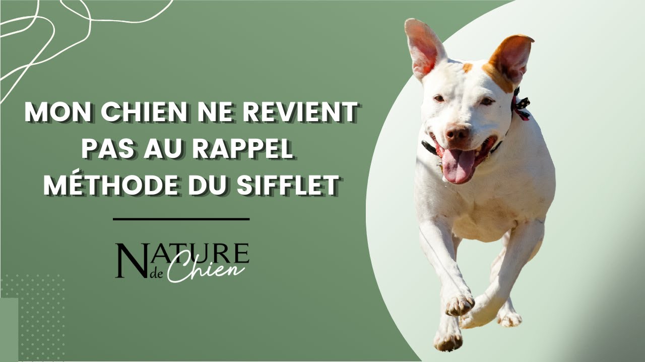Mon chien ne revient pas au rappel - Méthode du sifflet
