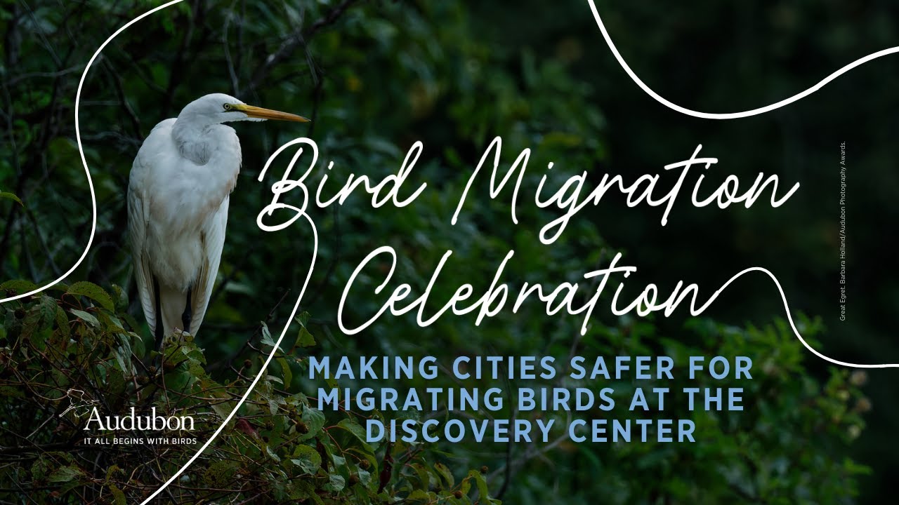 Making Cities Safer for Migrating Birds | Bird Migration Celebration Tour: Philadelphia, PA