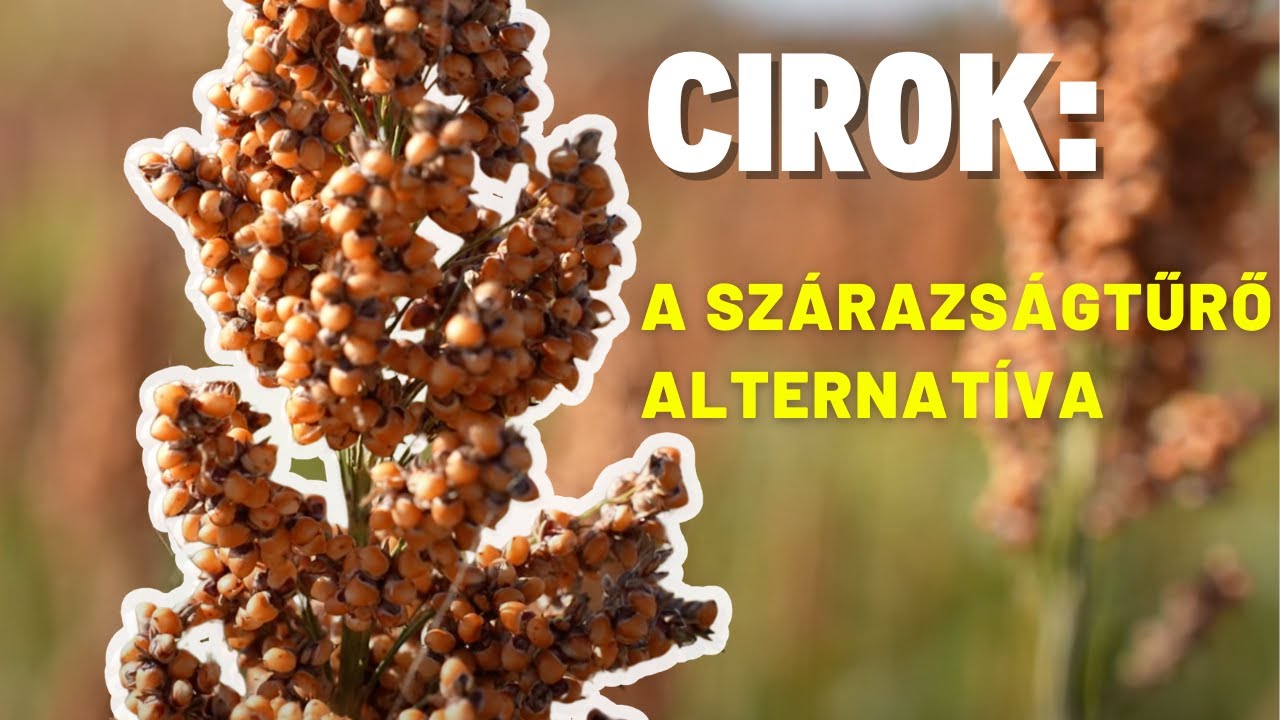 Cirok és szója: új pillérek a KWS portfóliójában