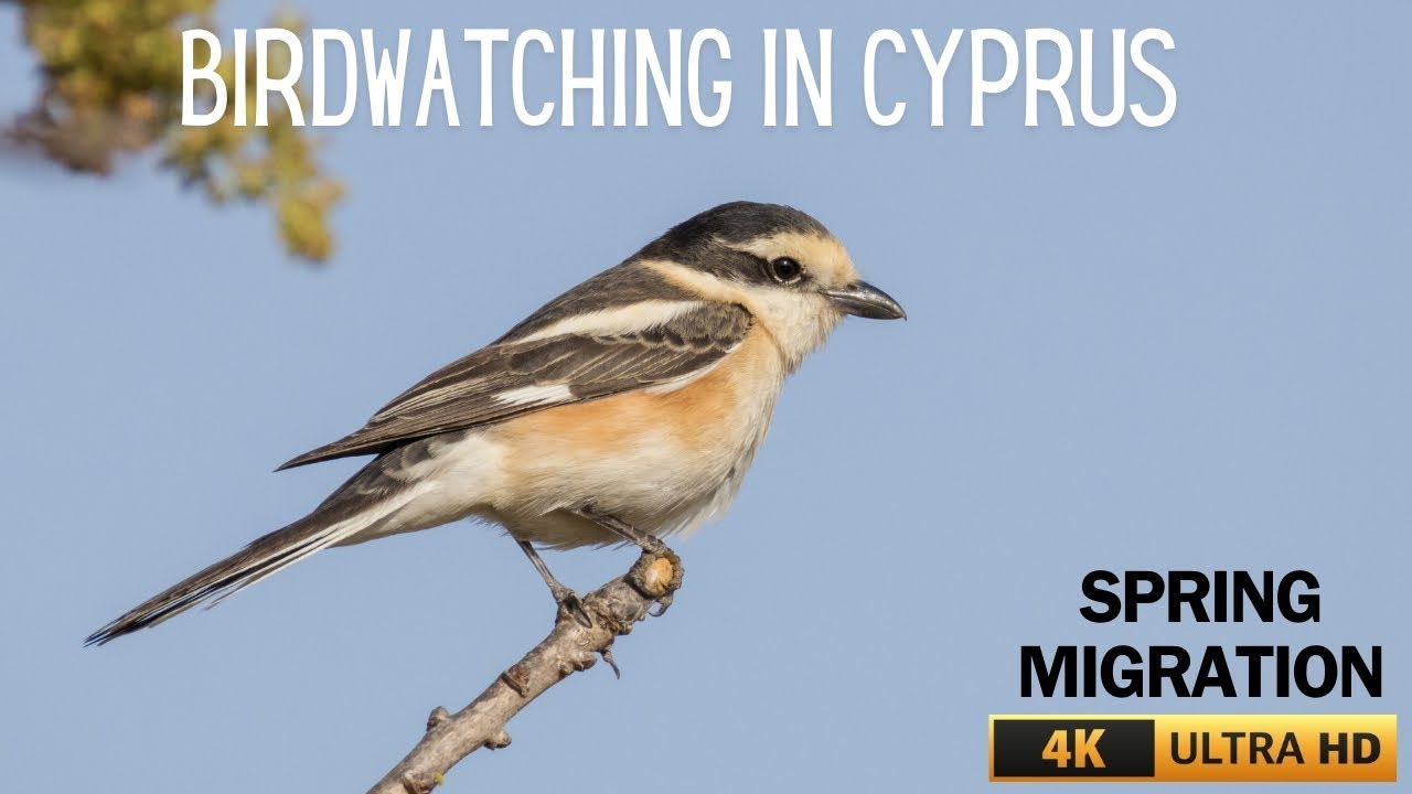 BIRDS OF CYPRUS | SPRING MIGRATION | BIRD WATCHING IN CYPRUS | MARCH 2024