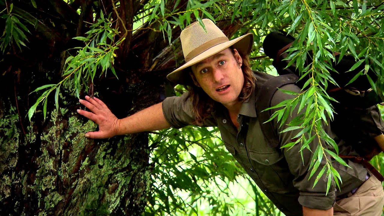 De bomen Top 5 van Arjan Postma - #5 De Wilg