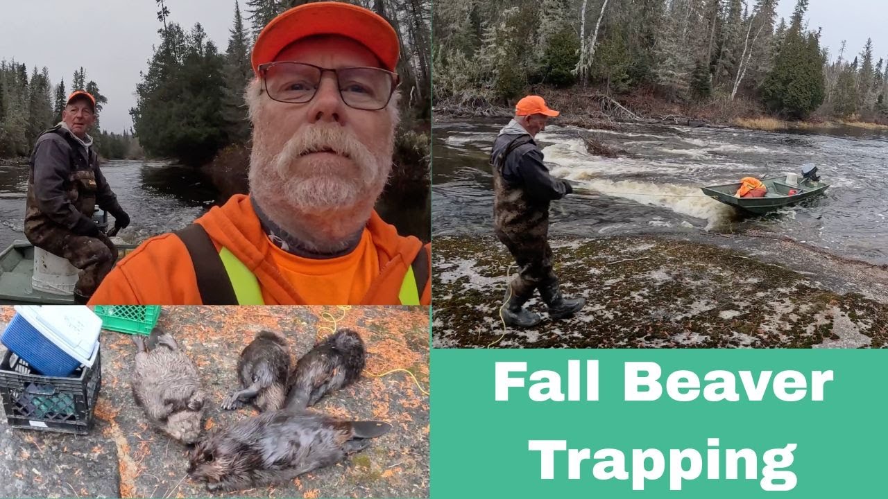 Fall Beaver Trapping