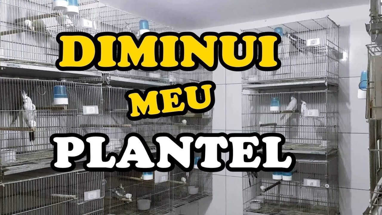 TODOS MEUS CASAIS DE CALOPSITAS - UDP