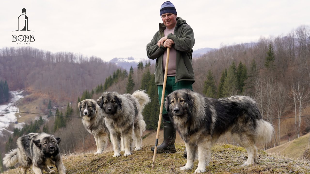 Ciobănești CARPATINI și oi BĂLE DE BISTRIȚA a lui Gore Pupeză | Berbeci și miei frumoși