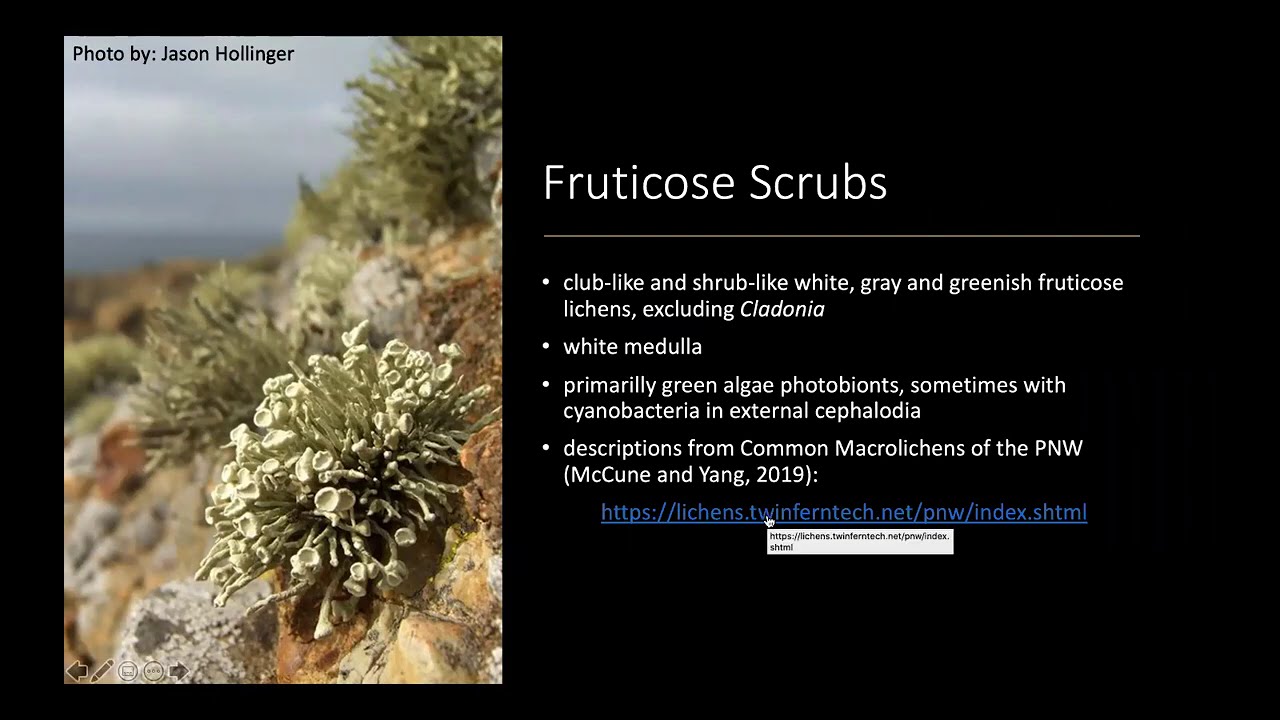 Lichen Morphogroups: Fruticose Scrubs