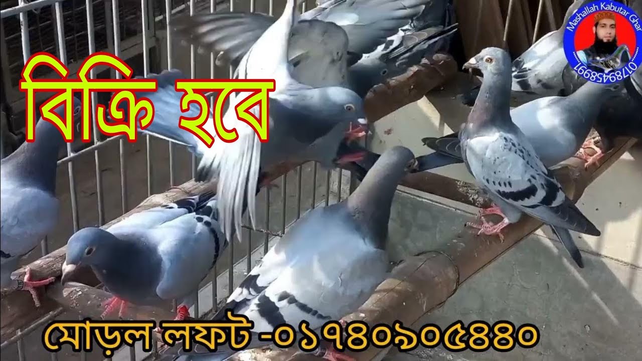 অরিজিনাল রেসার কবুতরের বাচ্চা বিক্রি হবে|resar kabutar| @absbdblogরেসার কবুতরের বাচ্চার দাম|