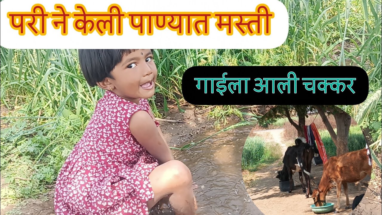 उन्हामुळे गाईला आली चक्कर 🥺पाण्यात किती मजा मस्ती केली🥰#farming#dailvlogging #villagelife#subscribe