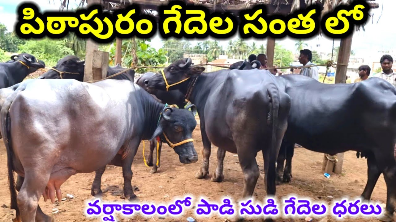 పిఠాపురం గేదెల సంత లో గేదెల ధరలు pithapuram Buffalos market Today