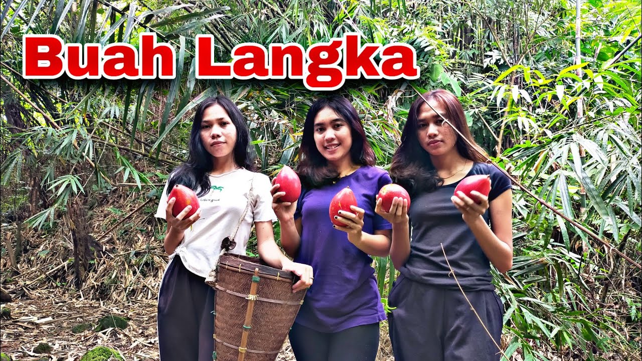 Gadis Dayak || Kuaci dari Biji Buah Langka di Hutan Kalimantan