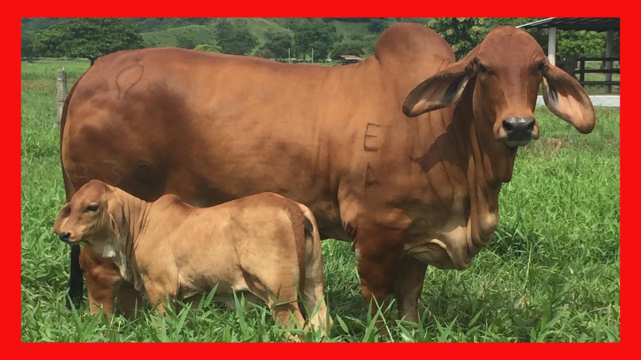 ✅ Brahman Rojo 🏆 La Reyna del Tropico