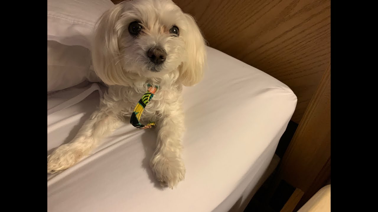 My Favorite Groomer LIVE Florida 12-8-22 maltese then cancer education talk