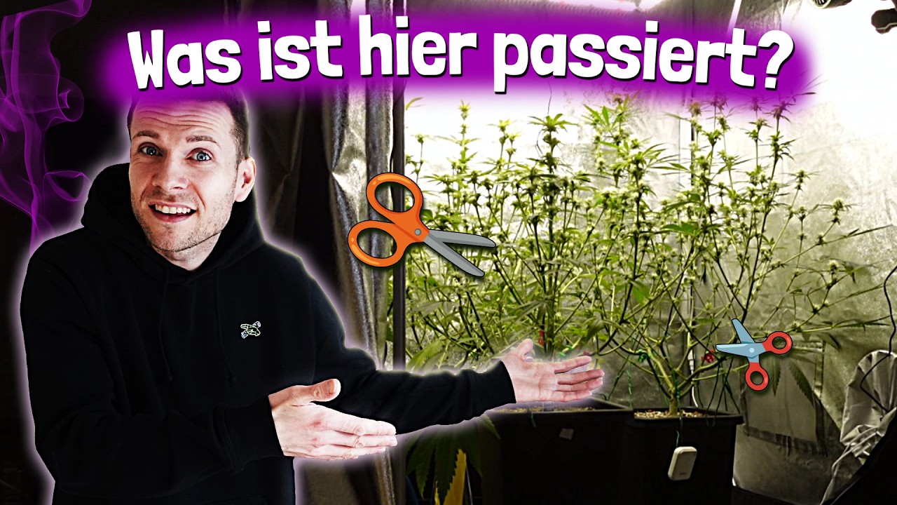 So bauen wir Cannabis an - Bl&uuml;tewoche 3 & 4