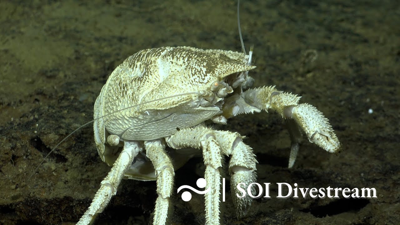 Site 9 - along the ridge | SOI Divestream 679