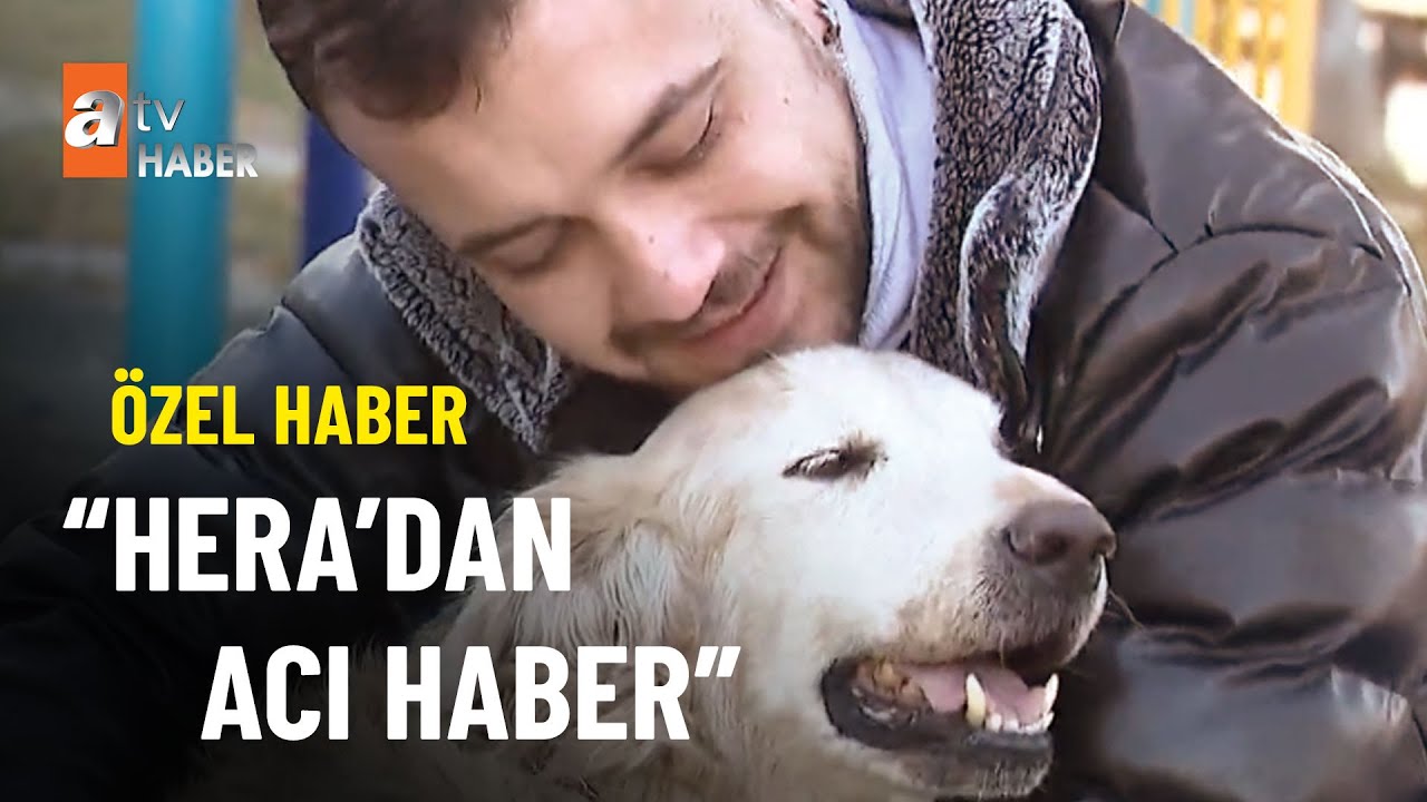 ÖZEL HABER – Fenomen köpek Hera öldü - atv Ana Haber 23 Ocak 2023