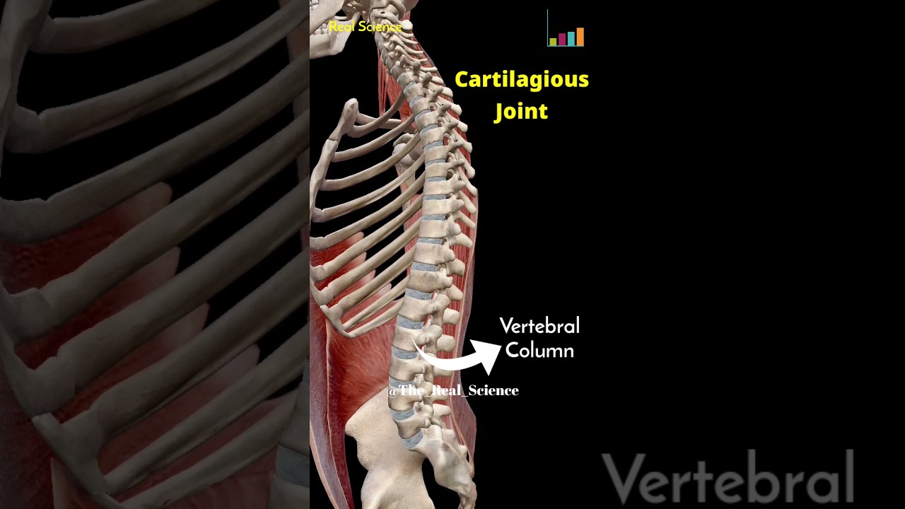 Cartilaginous joint & Fibrous joint 