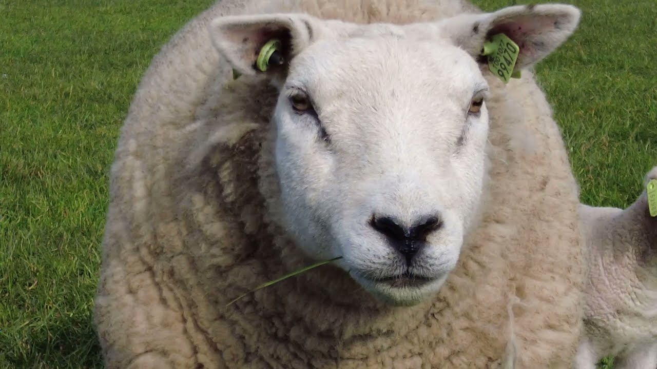 Behoud het Texels schaap