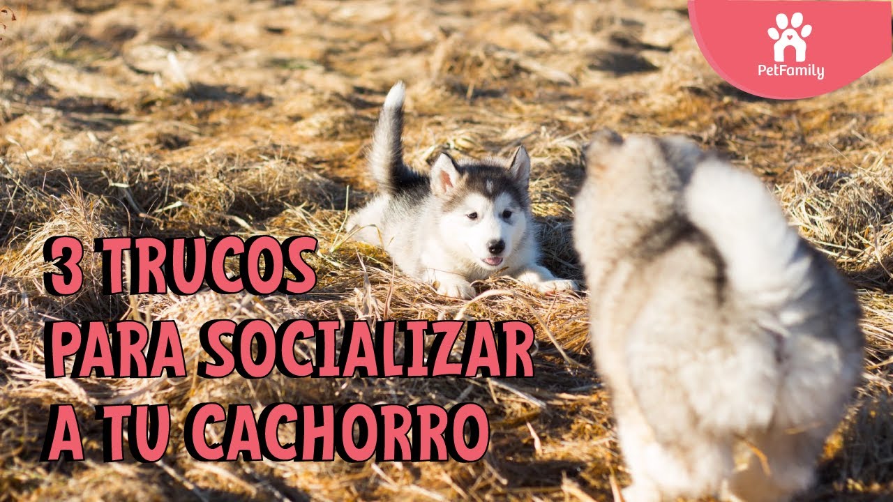 Como Lograr un PERRO SOCIABLE (Con Personas y Otros Perros)