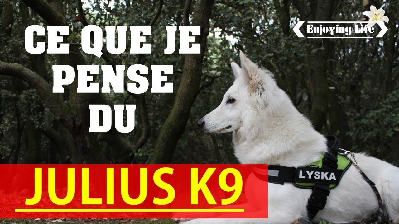MON AVIS SUR LE HARNAIS JULIUS K9 ✿ Enjoying Life