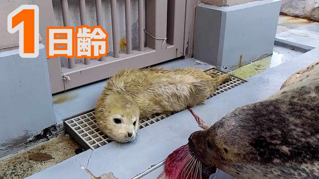 【アザラシ成長記録】今年もゴマフアザラシの赤ちゃんが産まれました！ 1日齢
