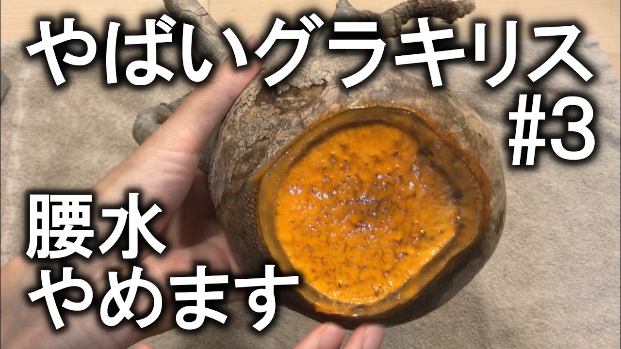 3株5,000円のグラキリスがやばかった③ 腰水失敗…川砂管理へ