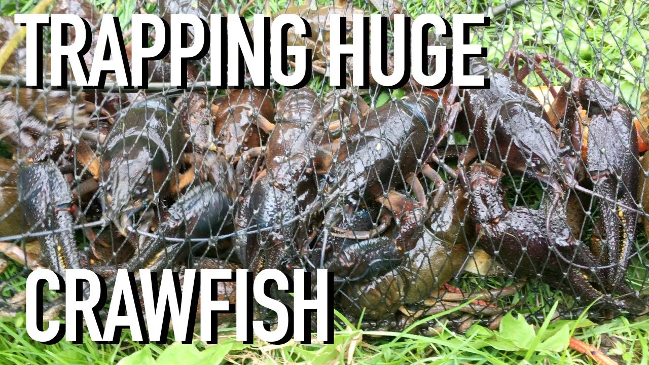 Huge Crawfish in my Pond