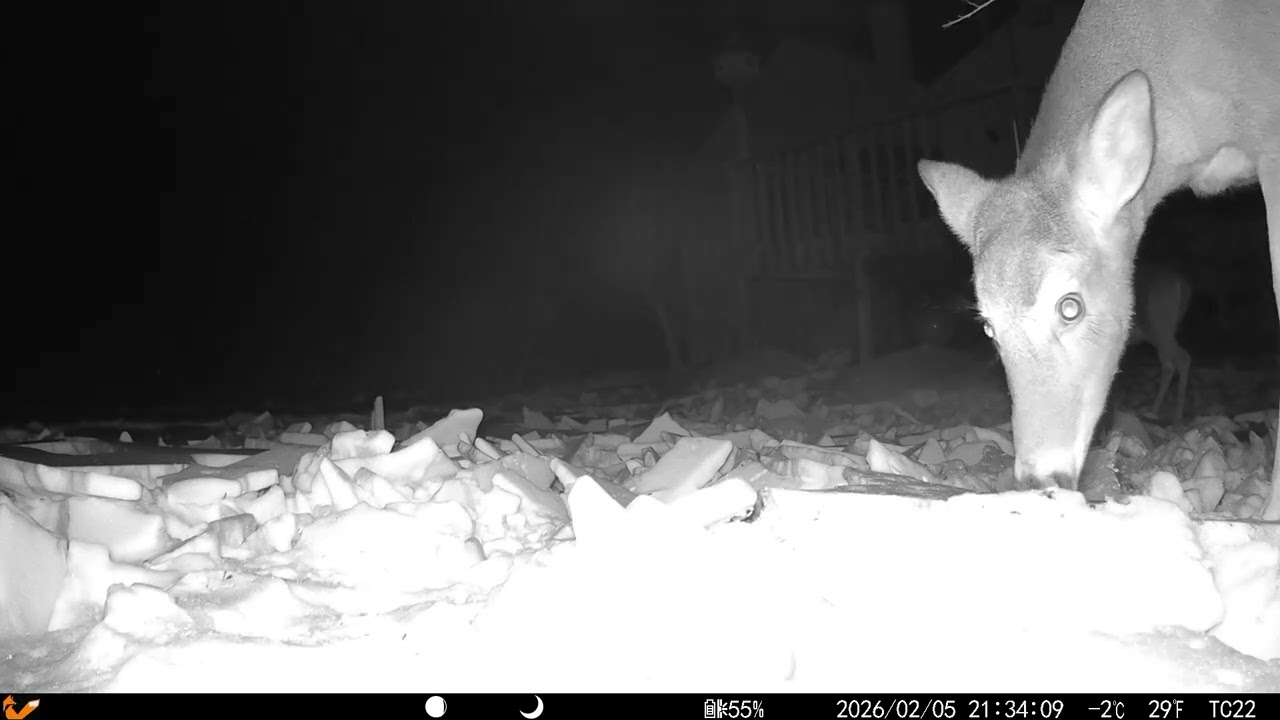 My NEW Trail Cam! 🎥 Deck Feeders, Stray Cats, and the Skunk Mission! 20260209 M