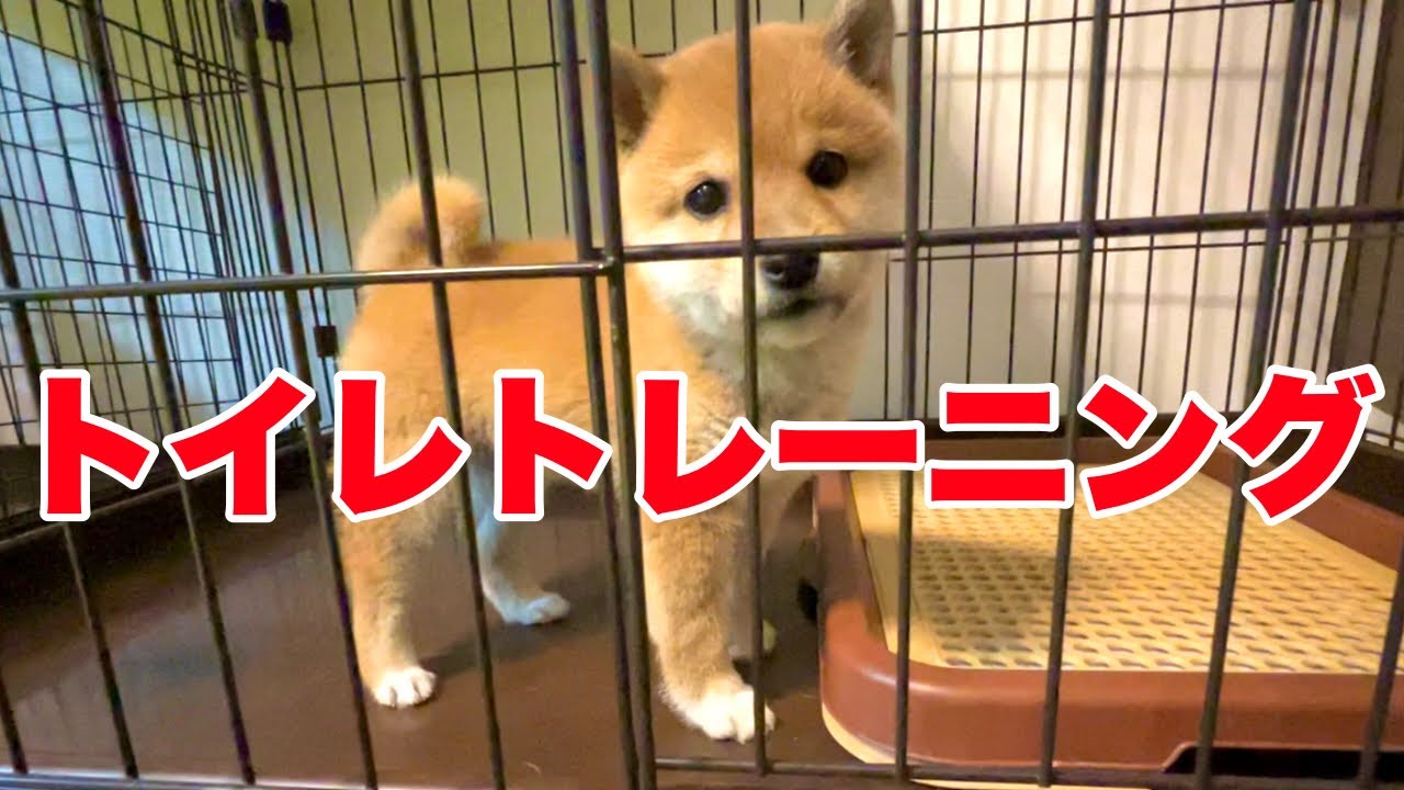 【トイレトレーニング】みんな必ずこれで苦労します［柴犬ぱんじろうの日常］