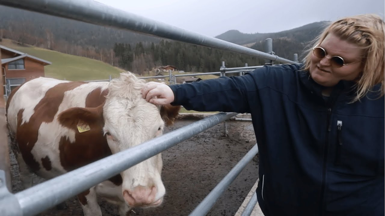 @Exsl95 streichelt Kühe 🐮 Spaziergang in Österreich mit @smallcurlyfry und @MEINungenTV