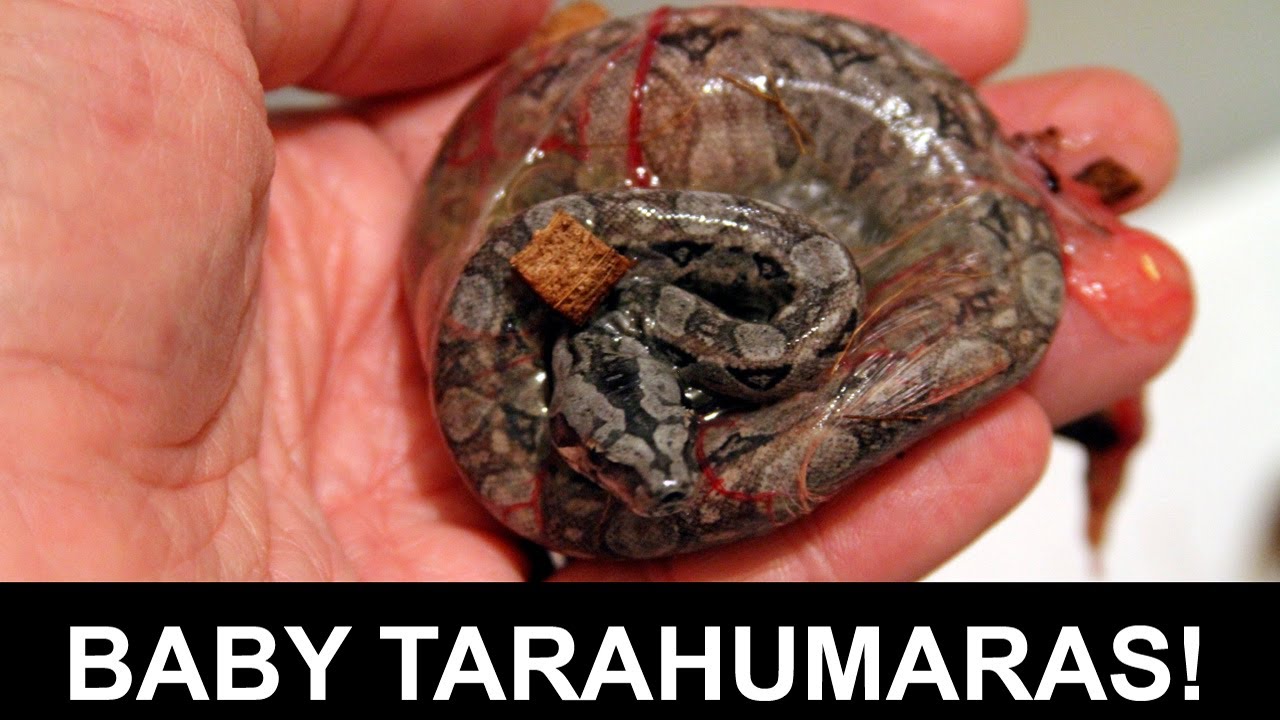Tarahumara Mountain Dwarf Boa litter #2 2025