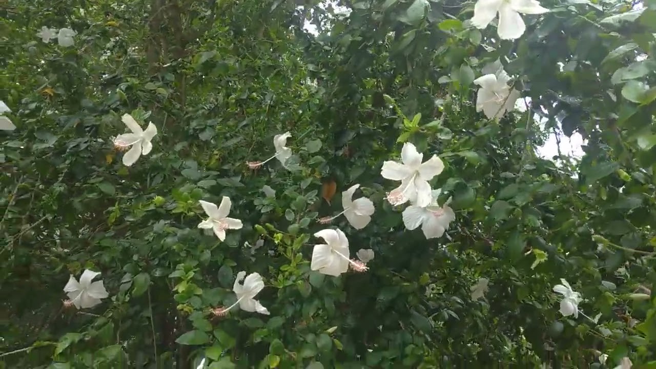 Nature and Custom - My Likings, My Dreams
