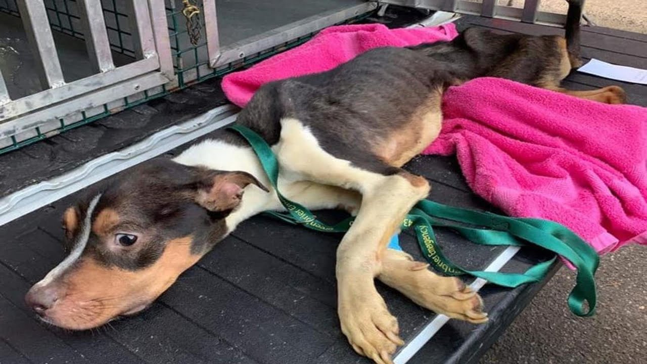 A lot of tears shed, Chained up and starved for long time. He couldn't walk or even lift his head