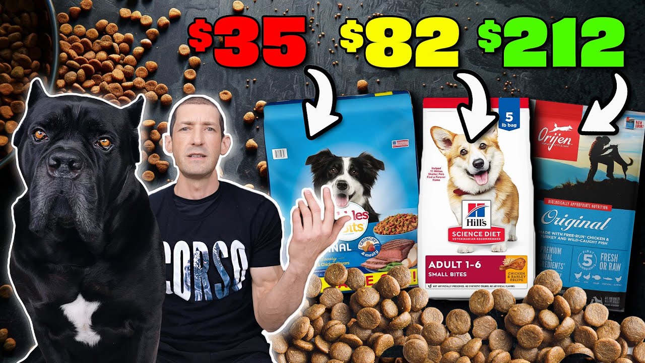 Cost To Feed a Cane Corso In 2026