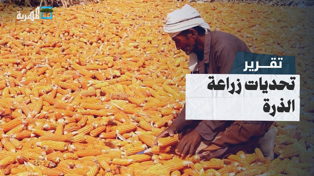 تحديات تنذر بتوقف زراعة الذرة الصفراء في اليمن