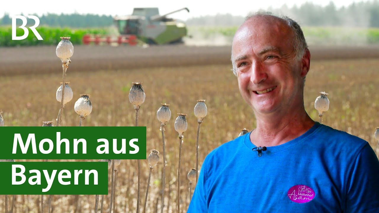 M&auml;hdrescher erntet Mohn: F&uuml;r Eierlik&ouml;r, Semmeln, Seife und Mohn&ouml;l | Unser Land | BR