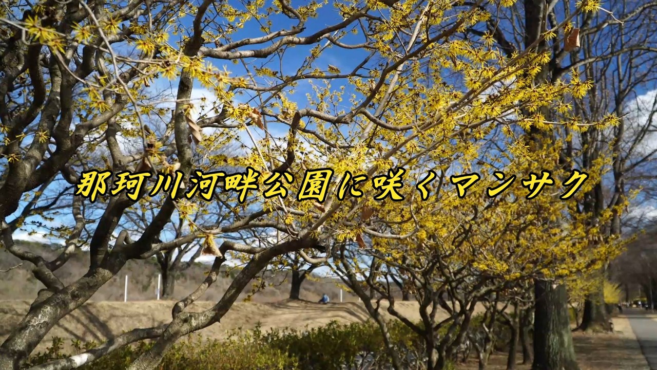 那珂川河畔公園のマンサク見頃を迎え始まる